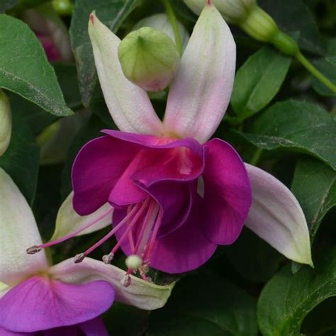 Фуксия пурпурно-белая от производителя. Fuchsia Deep Purple купить ...