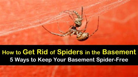 Simple Ways To Get Rid Of Spiders In The Basement