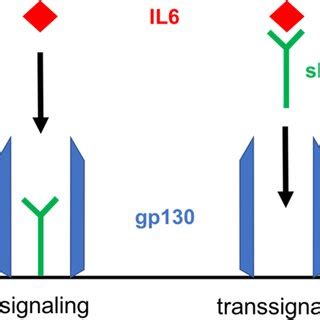 IL6 signaling via membrane-bound IL6 receptor and trans-signaling via... | Download Scientific ...