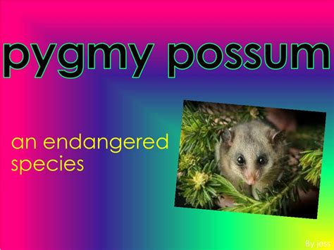 PPT - pygmy possum PowerPoint Presentation, free download - ID:1890724