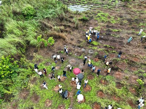 MiAMBIENTE cumple con el Día de Restauración Forestal en Colón MiAmbiente