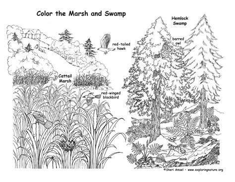 Marsh and Swamp – Coloring Nature