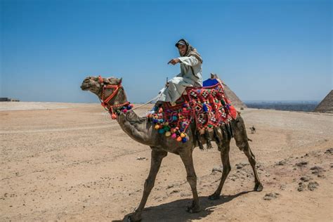 Nomad Camel Pyramids Egyptian Desert Stock Photos Free And Royalty Free