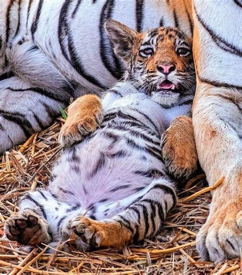 This Cute Baby Tiger Cub 🐯 🖤🧡💛💚💙 : r/cute