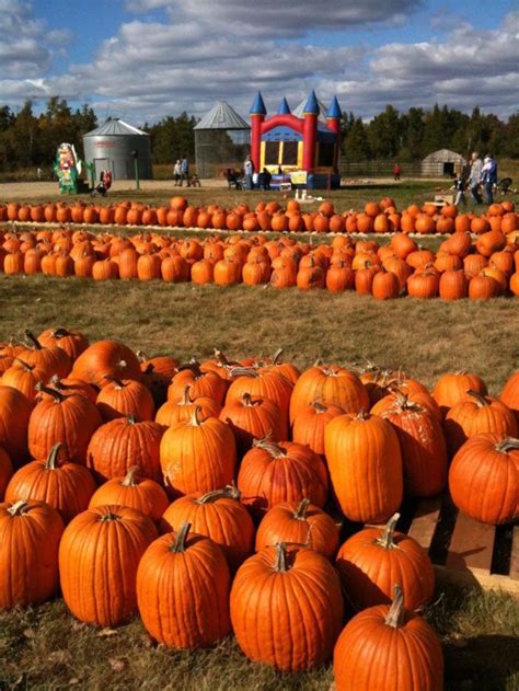 Here Are The Absolute Best Pumpkin Patches In Minnesota To Enjoy In