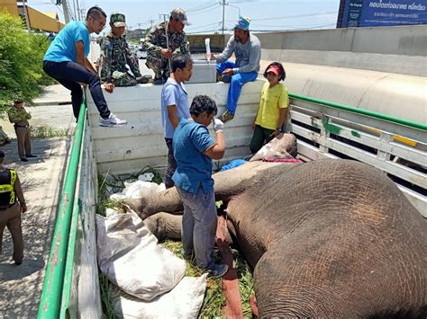 Bangkok Post - Elephant hit by truck, dies on way to hospital