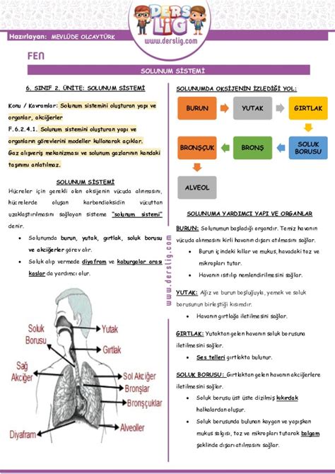 S N F Fen Bilimleri Solunum Sistemi Konu Zeti Derslig