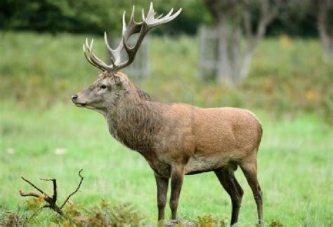 Il Tar Riapre La Caccia Ai Cervi In Zona Alpi TViWeb