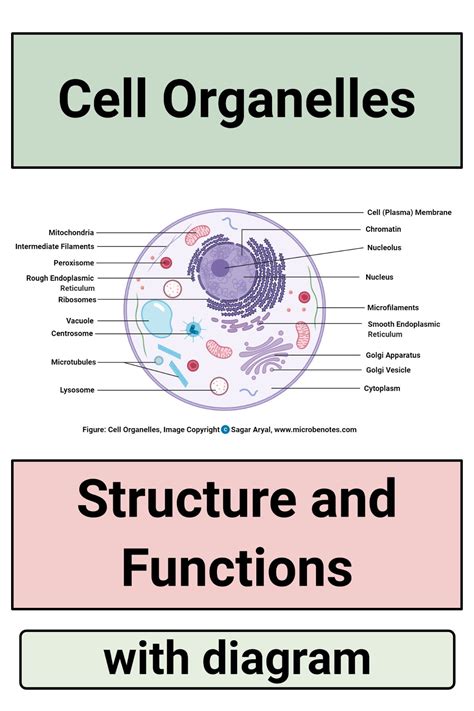 Animal cell vesicle function