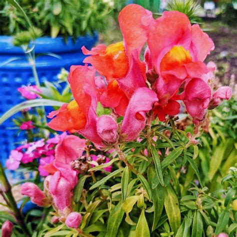 How to Deadhead Snapdragons – 5 Simple Steps - Bunny's Garden