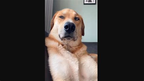 Dog With An ‘attitude Reacts To Every Situation With ‘eye Roll Watch