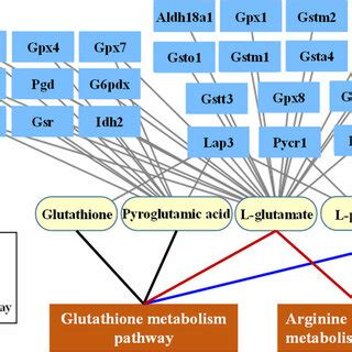 Arginine And Proline Metabolic Pathway 22 And The Differentially