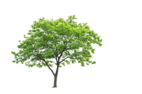 Tree Animation Pngs For Free Download