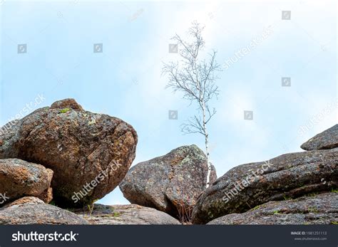 Naked Birch Images Stock Photos Vectors Shutterstock