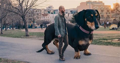 Photos of Vivian the Giant Wiener Dog | PetaPixel