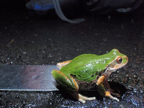 Pacific Chorus Frog Photo Credit Teal Waterstrat Usfws Flickr