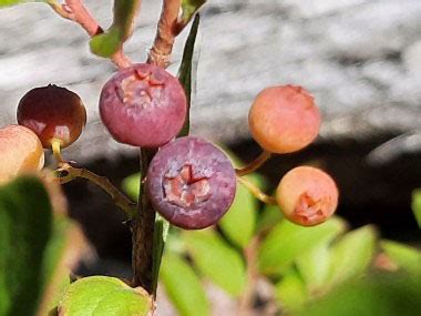 Huckleberry: Identification, Leaves, Bark & Habitat | Gaylussacia spp.