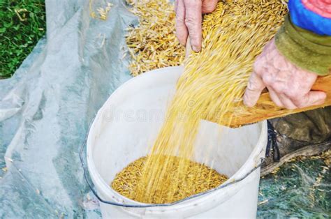 Vagliando Il Grano Al Il Setaccio A Mano Fotografia Stock Immagine Di