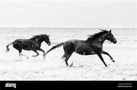 Black And White Horse Running Photography