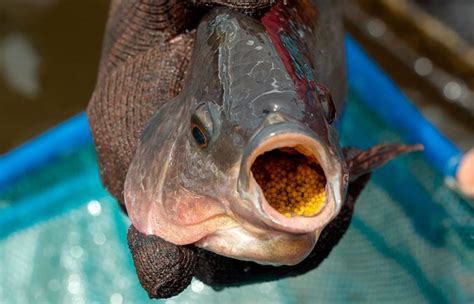 Ciclo Reproductivo De La Tilapia Del Nilo Oreochromis Niloticus