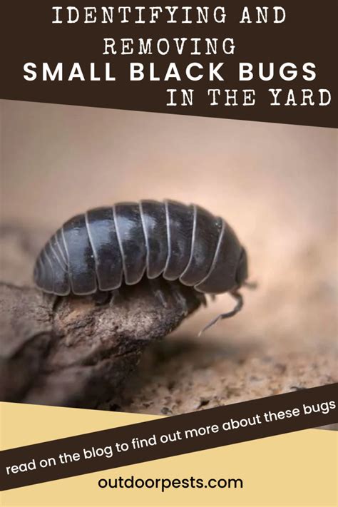 Identifying and Removing Small Black Bugs | Outdoor Pests