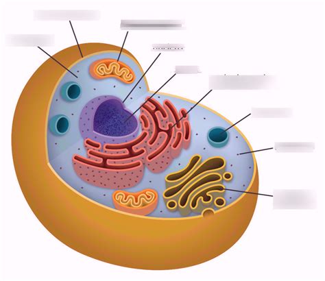 Unit 2 1 Cells Organelles Photosynthesis Respiration Diagram Quizlet