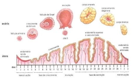 A Que Dia Do Ciclo O Ov Cito Liberado B Que Dia Um Novo Ciclo