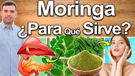 Moringa Para Qué Sirve Beneficios Del Té De Moringa Para Tu Salud Y