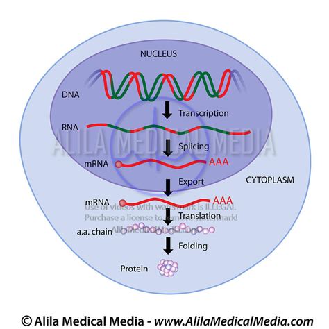 Alila Medical Media Gene Expression Medical Illustration