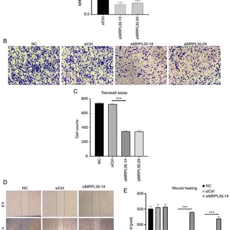 In Vitro Experiments On The Role Of Mrpl In Hepg Liver Cancer Cells