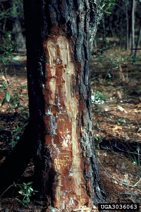 Common Tree Disease Problems Symptoms And Photos Of Tree Disease