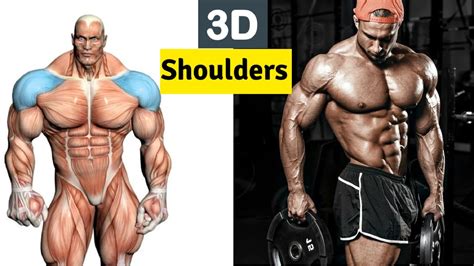 Best Exercises For Thicker D Shoulders Youtube