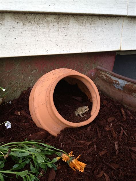 We built a tiny toad pond – Artofit