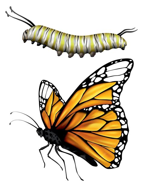 Premium Vector Monarch Butterfly And Caterpillar Two Different States