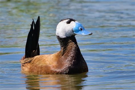 Doñana National Park Birdwatching Tours Doñana Wings