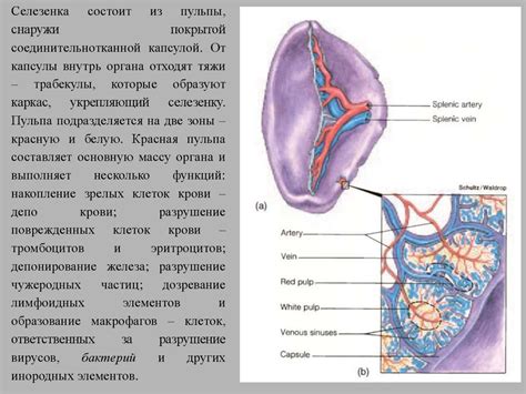Внутренняя среда организма - презентация онлайн
