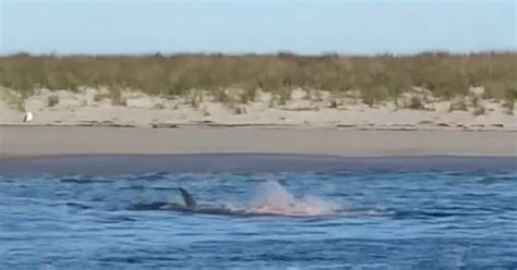 Vídeo Recoje El Espantoso Ataque De Un Gran Tiburón Blanco A Una Foca