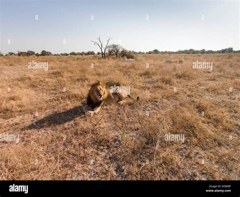 Africa Botswana Moremi Game Reserve Aerial View Of Male Lion