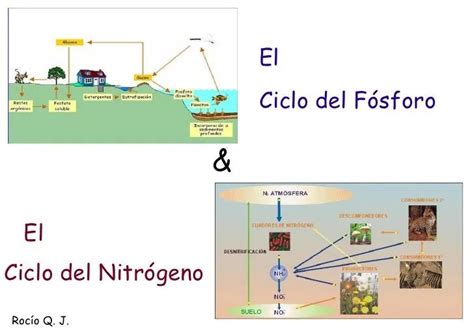 Ciclo Del Nitrogeno Para Colorear Para Ni Os Imagui