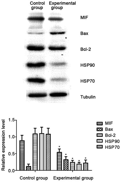 Analysis Of The Effects Of Hsf1 Knockdown On The Expression Of Download Scientific Diagram