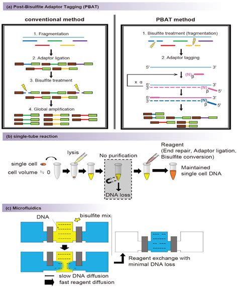 Biomolecules Free Full Text Introduction To Single Cell Dna Methylation Profiling Methods