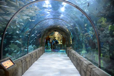 Aquarium of the Americas to reopen Thursday | Events | nola.com