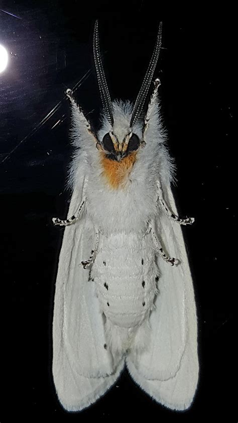 White Horned Moth Smithsonian Photo Contest Smithsonian Magazine