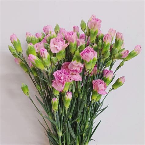 Spray Carnations