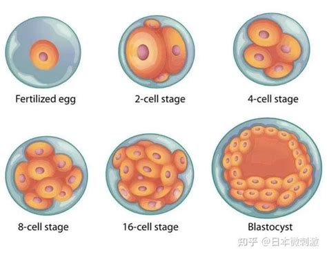 鲜胚、冻胚、囊胚，移植哪种胚胎更好？ 知乎