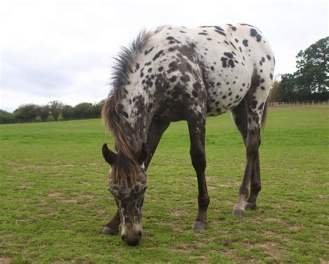 Foundation Appaloosa Semen Available 2024 Lplp Patn1patn1 All