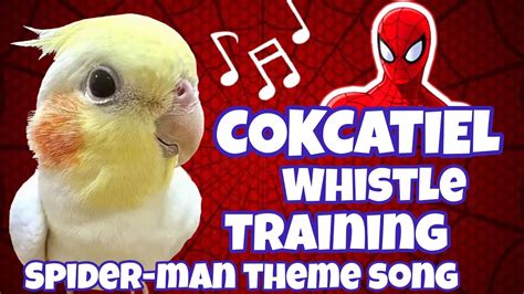 Teach Your COCKATIEL To Sing The Spider Man Theme With These Whistles