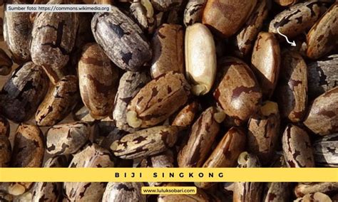 inilah bentuk biji bunga  buah singkong disertai  gambar