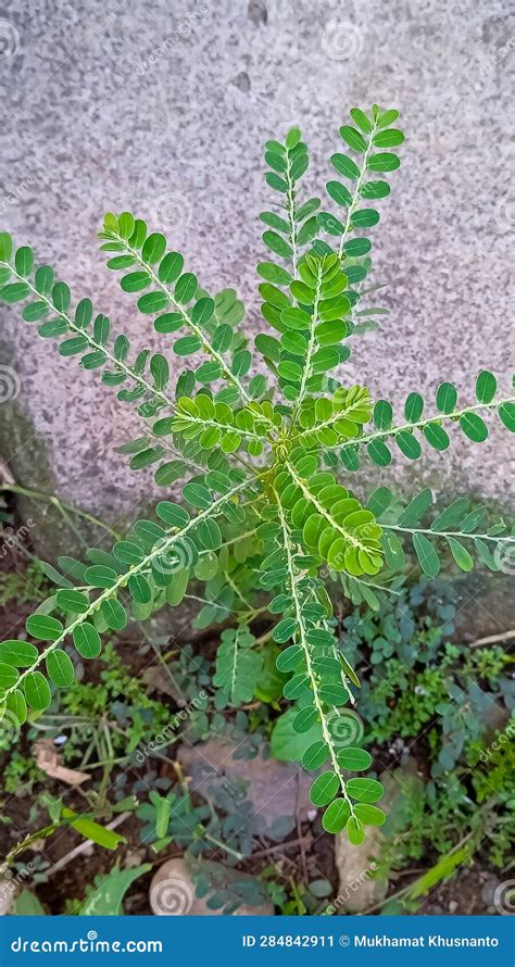 Phyllanthus Urinaria Plant Growing In The Yard Next To A Wall Stock