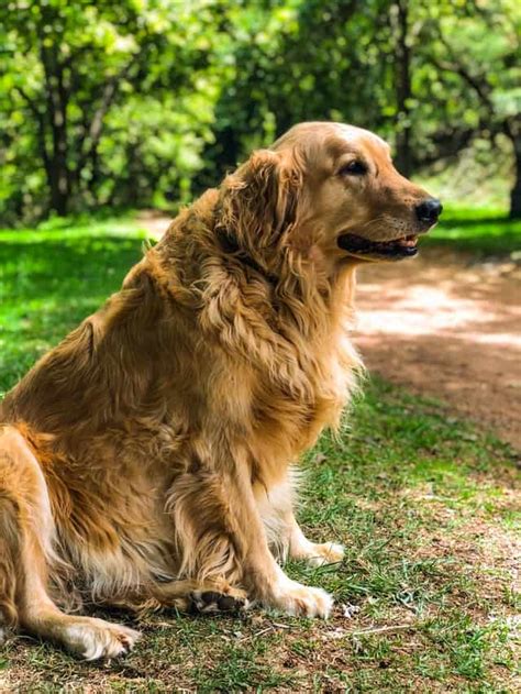 Golden Retriever Growth Chart - Official Golden Retriever